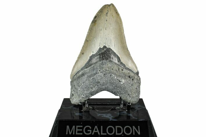 Serrated, Fossil Megalodon Tooth - North Carolina #349320